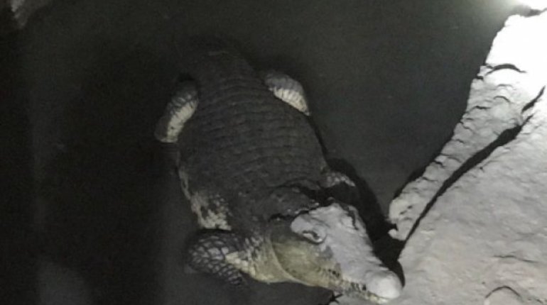 У хозяина крокодила в Петербурге нашли оружие и боеприпасы