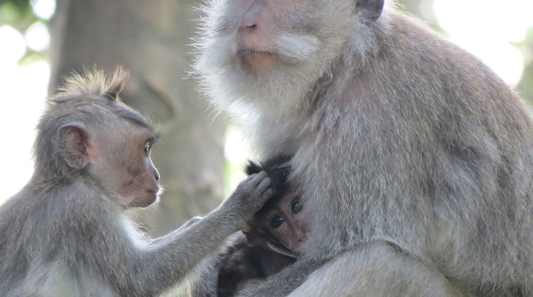 Китайские ученые сумели клонировать обезьян