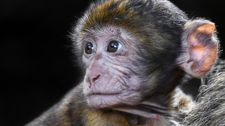 В Китае впервые клонировали обезьян
