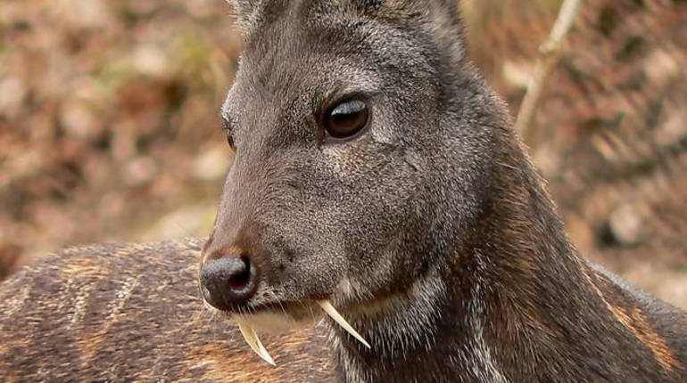 Редкий саблезубый олень впервые попал в фотоловушку в нацпарке Приморья