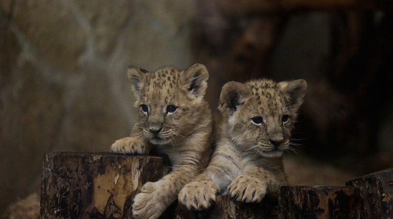 Зоопарк подготовил подарки для петербуржцев, которые придумают имена трем львятам