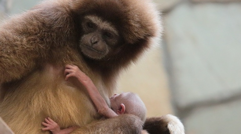 Семейка гиббонов подарила Ленинградскому зоопарку малыша непонятного пола