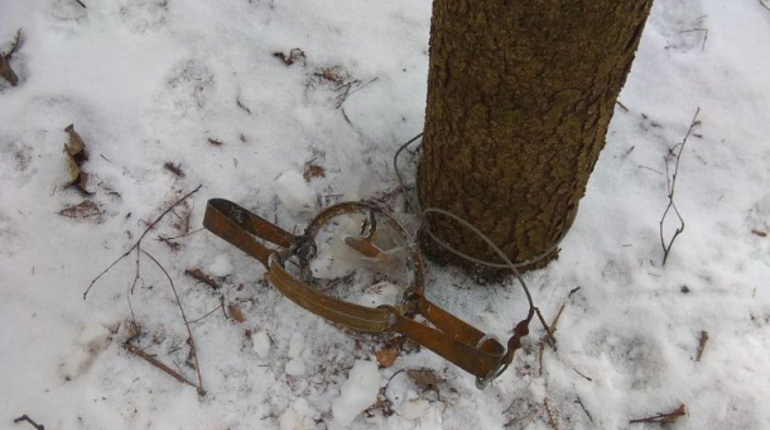 Живодеры ставят капканы в Павловском парке