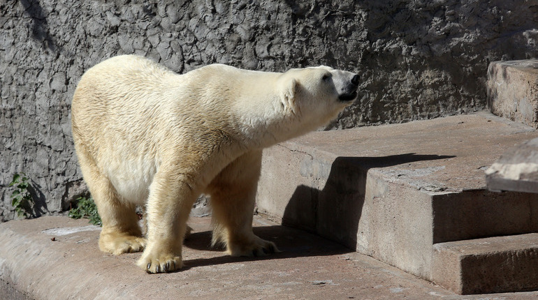 Питомцы Ленинградского зоопарка спасаются от жары ледяными тортами