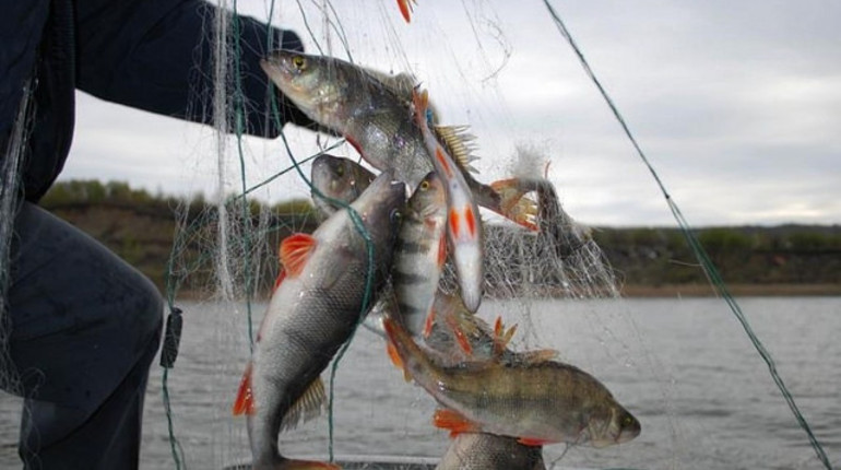 У браконьеров из Петербурга и Ленобласти изъяли центнер рыбы