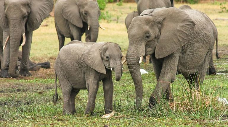 Ученые рассказали о «зомби-гене», спасающем слонов от рака