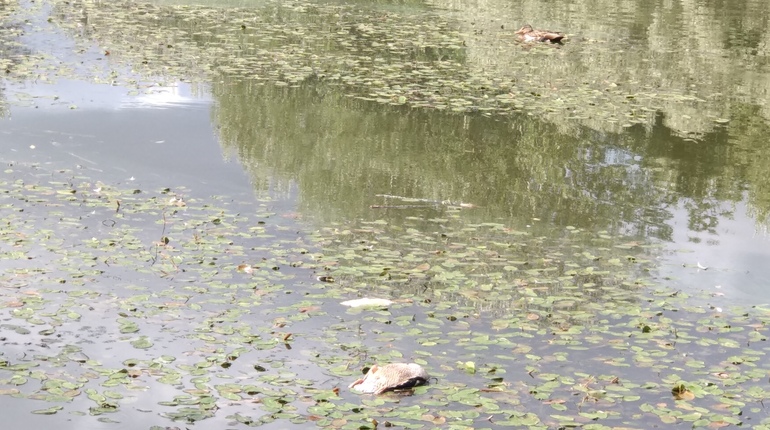 В пруду на Чекистов умирают утки