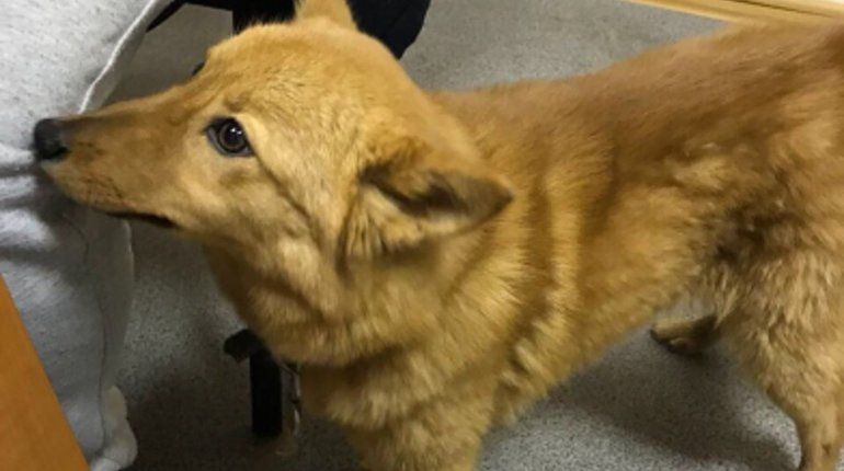 Петербургские полицейские поймали похитителей породистого щенка