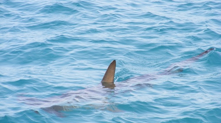 Американец подрался с акулой у берегов Массачусетса