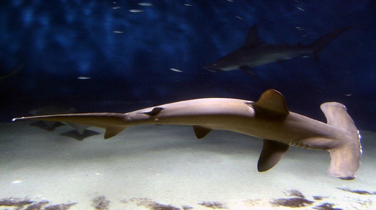 Ученые нашли первую акулу-вегетарианца